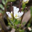 Blütenfoto Cardamine resedifolia