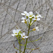 Blütenfoto Cardaminopsis arenosa