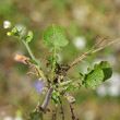 Blätterfoto Cardaminopsis arenosa