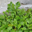 Blätterfoto Cardaminopsis halleri