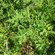 Blätterfoto Carduus crispus subsp.crispus