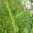 Stängel-/Stammfoto Carduus crispus subsp.crispus