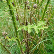 Blätterfoto Carduus crispus subsp. multiflorus