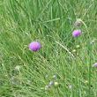 Blütenfoto Carduus defloratus subsp. crassifolius