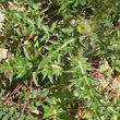 Blätterfoto Carduus nutans