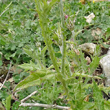 Stängel-/Stammfoto Carduus pycnocephalus