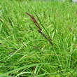 Portraitfoto Carex acuta aggr.