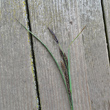 Blütenfoto Carex acuta aggr.