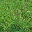 Habitusfoto Carex acuta aggr.