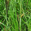 Blätterfoto Carex acuta aggr.