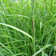 Stängel-/Stammfoto Carex acuta aggr.