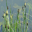 Blütenfoto Carex acutiformis