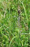 Habitusfoto Carex acutiformis