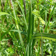 Blätterfoto Carex acutiformis