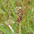 Portraitfoto Carex appropinquata