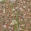 Blätterfoto Carex appropinquata