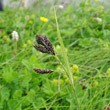 Portraitfoto Carex atrata subsp. atrata