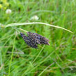 Blütenfoto Carex atrata subsp. atrata