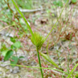 Portraitfoto Carex bohemica