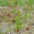 Habitusfoto Carex bohemica