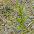 Blätterfoto Carex bohemica