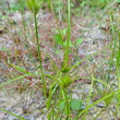 Stängel-/Stammfoto Carex bohemica