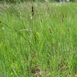 Habitusfoto Carex buxbaumii