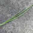 Blätterfoto Carex buxbaumii