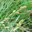 Portraitfoto Carex canescens