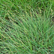 Habitusfoto Carex canescens