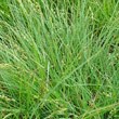 Blätterfoto Carex canescens
