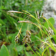 Blütenfoto Carex capillaris
