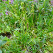 Habitusfoto Carex capillaris