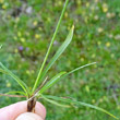 Blätterfoto Carex capillaris