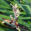 Blütenfoto Carex caryophyllea
