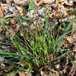 Habitusfoto Carex caryophyllea