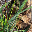 Blätterfoto Carex caryophyllea