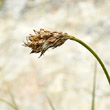 Portraitfoto Carex curvula