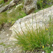 Habitusfoto Carex curvula
