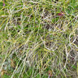 Foto von Besonderheit Carex curvula