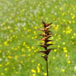 Portraitfoto Carex davalliana