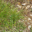 Habitusfoto Carex davalliana