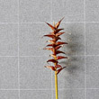 Fruchtfoto Carex davalliana