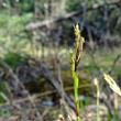 Blütenfoto Carex digitata