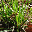 Blätterfoto Carex digitata