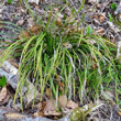 Foto von Besonderheit Carex digitata