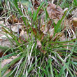 Habitusfoto Carex digitata