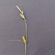 Portraitfoto Carex distans