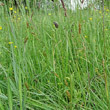 Habitusfoto Carex distans