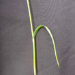 Blätterfoto Carex distans